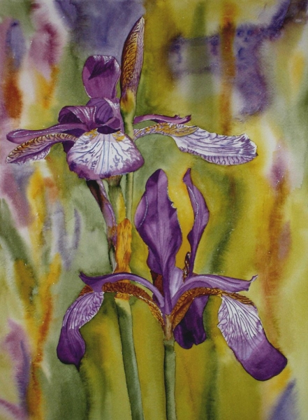 IRIS SIBIRICA VIOLET