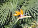 Fleurs - Côte- d'Azur